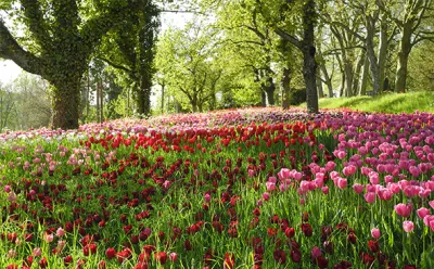 Island of Mainau