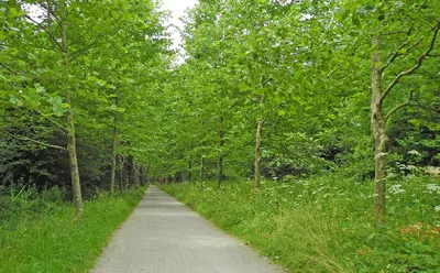 Cycle path to Island of Mainau