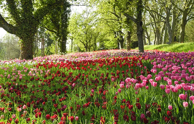 Tulips on Mainau Island