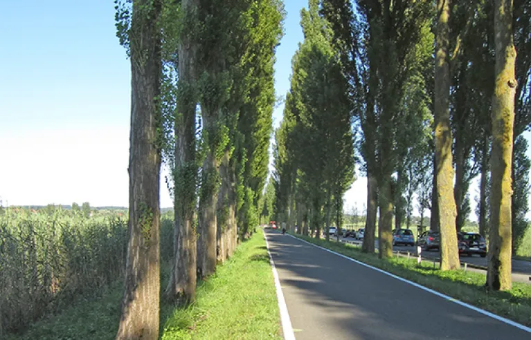 Poplar avenue to Reichenau Island