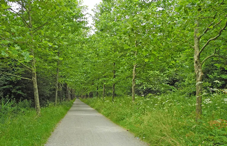 Bike path to Mainau Island