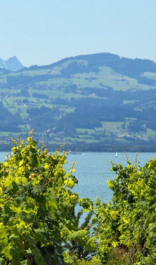 View of Lake Constance