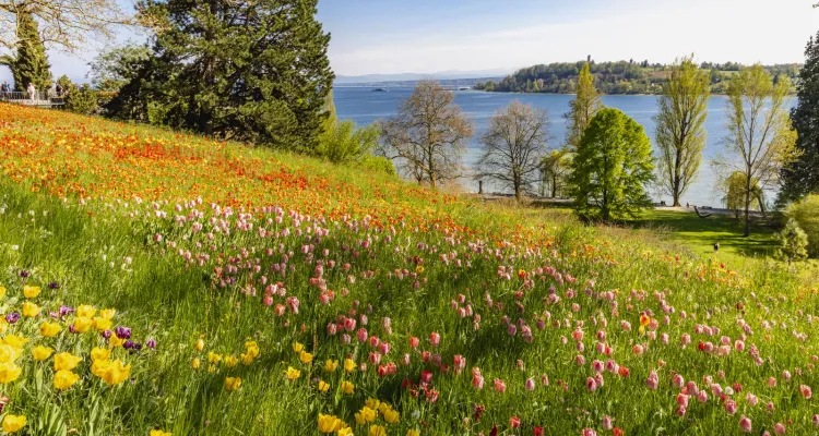 Mainau flower island