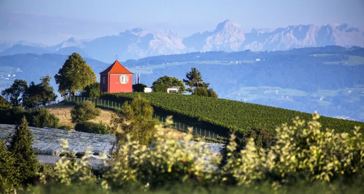 Vineyards with a view of the Alps